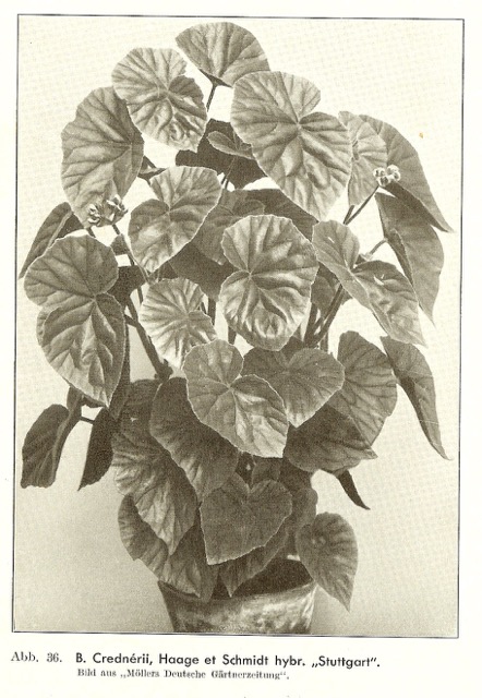 B. ‘Stuttgart’